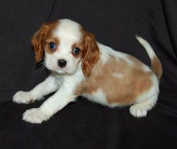 male and female Cavalier King Charles puppies