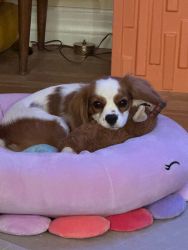 Cavalier Puppy for Sale