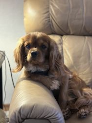 Cavalier king for sale