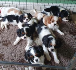 Health Clear King Charles Cavlier puppy’s