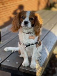 King Charles Cavalier Young Adult