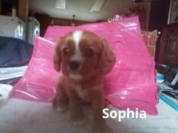 I my name is Ms.Sophie.