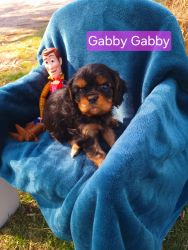 Gabby Gabby black and tan Cavalier King Charles Spaniel