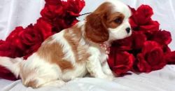 Cavalier King Charles Spaniel puppies for sale .