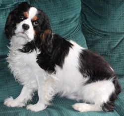 Perfect Cavalier King Charles Spaniel puppies.