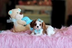 Lovely Cavalier King Charles Spaniel Puppies .