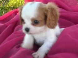 Cavalier king charles puppies for adoption