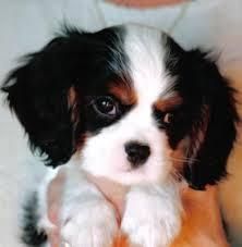lovely cavalier king charles spaniel puppies