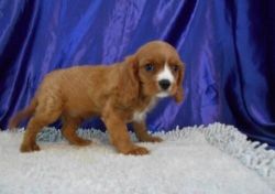 Male And Female King Charles Pups For Pet Lovers.