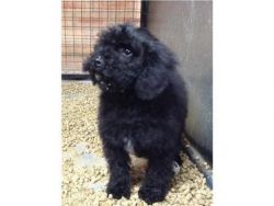 Cavoodle Puppies for free