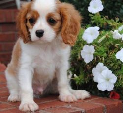 cavalier king charles puppy for adoption