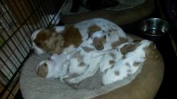Cavalier King Charles Spaniels For Sale