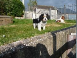 Very Pretty Cavalier King Charles Puppies