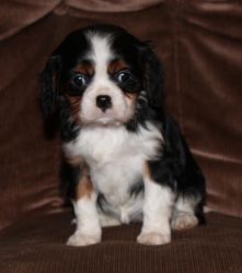 cavalier king charles puppies.