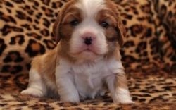 Cavalier King Charles Spaniel Male And Female