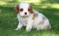 Cavalier King Charles for Sale