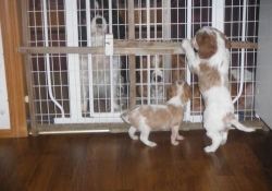 Akc Cavalier King Charles Spaniel Puppies For Sale