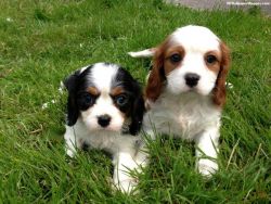 2 Cavalier King Charles Spaniel puppies