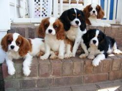 Well Trained Cavalier King Charles Spaniel Pups