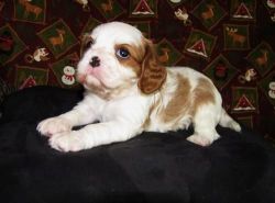 Benny Cavalier King Charles Spaniel puppies