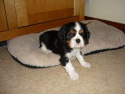 cavalier king charles puppies.