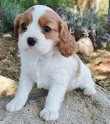 Cavalier King Charles Spaniel Puppies For Sale$500