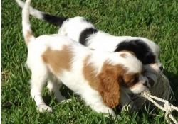 Cavalier King Charles Spaniel Pups For Adoption.
