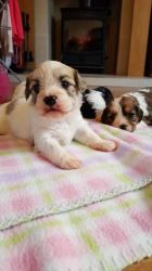 Beautiful Cavalier King Charles Spaniel Puppies