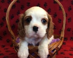 Cavailer king charles puppies for loving homes