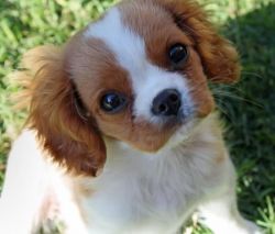 Cute King Charles Pups Available