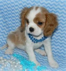 Cavalier King Charles Spaniel Pups For Sale Now