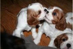 Two Cavalier King Charles Puppies Available