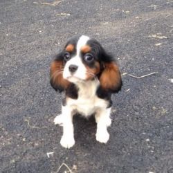Cavalier King Charles puppies for adoption