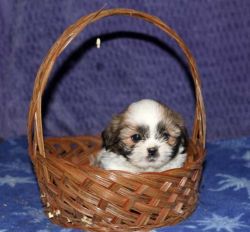 Beautiful Cavalier King Charles Puppies - For Sale