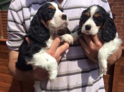 cavalier king charles puppies ready now,lollll