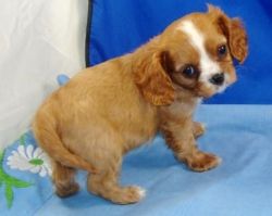 Cavalier King Charles Spaniel puppies for adoption