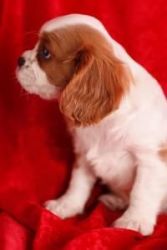 2 Cavalier King Charles Puppies For Free