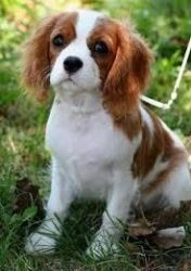 Cavalier king charles puppies$ 500