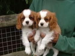 Two Stunning Cavalier King Charles Spaniels