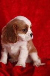 Cavalier King Charles Spaniel Puppies 4 Sale