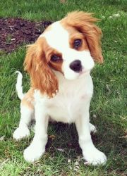 Cavalier King Charles Pups Ready For New Homes