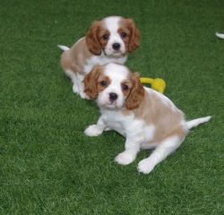 Cute Adoreable King Charles Spainel 4 Sale