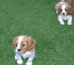 Male and Female Calvalian king chaerles puppies