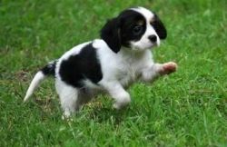Amzing Cavalier King Charles Spaniel Puppies