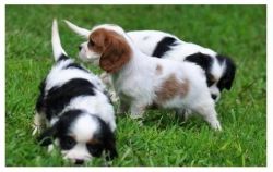 Nice Cavalier King Charles Spaniel Puppies