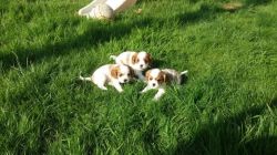 For Sale Cavalier King Charles Spaniels.