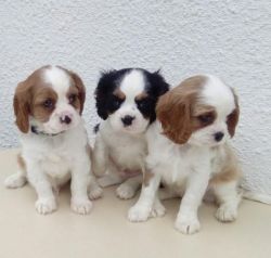 King Charlse Spaniel puppies