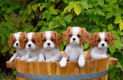 cavalier king charles spaniel puppies