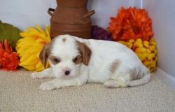 Adorable King Charles Cavalier Pups