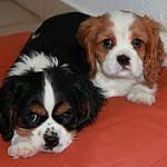 Registered M/F cavalier pups for sale